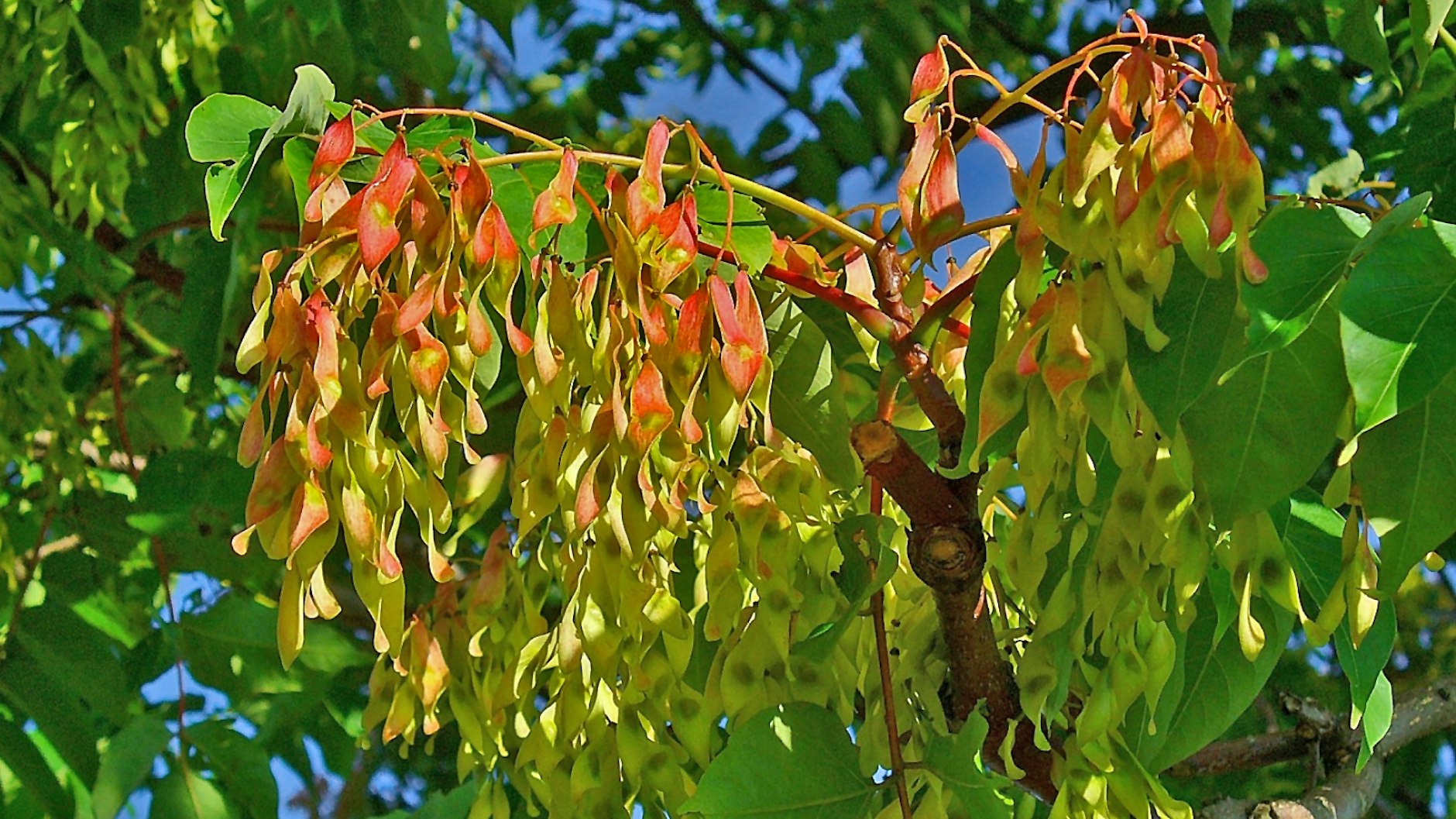 Blattwedel eines Götterbaumes
