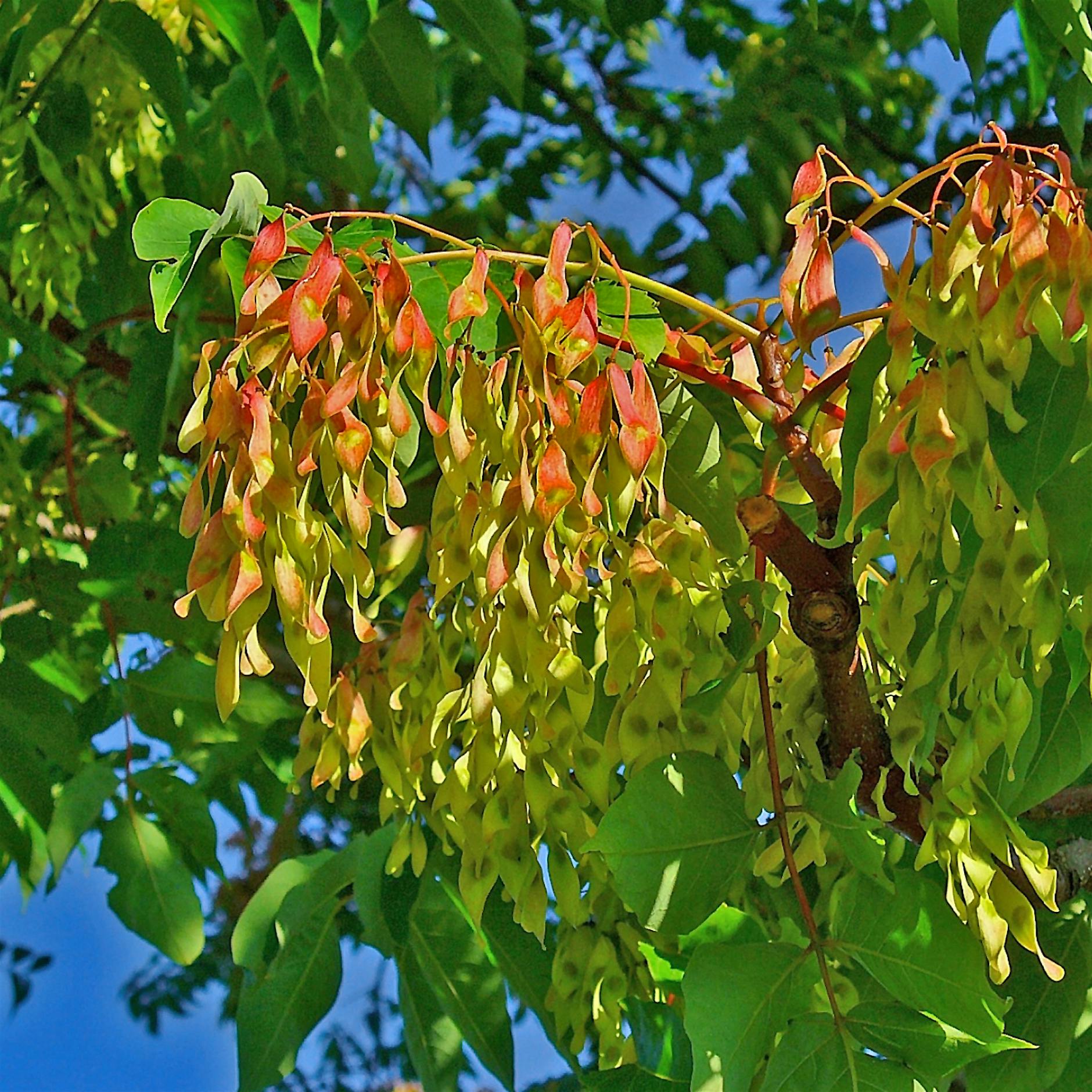 Unbesiegbarer Götterbaum