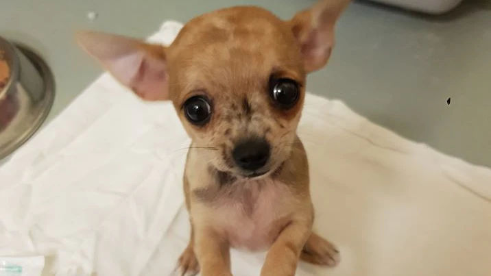 Dieser traurige Hundeblick bricht echten Tierfreunden das Herz.