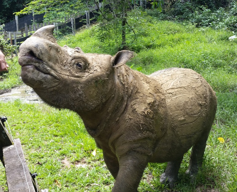 Alarmierend 500 Tierarten sind vom Aussterben
