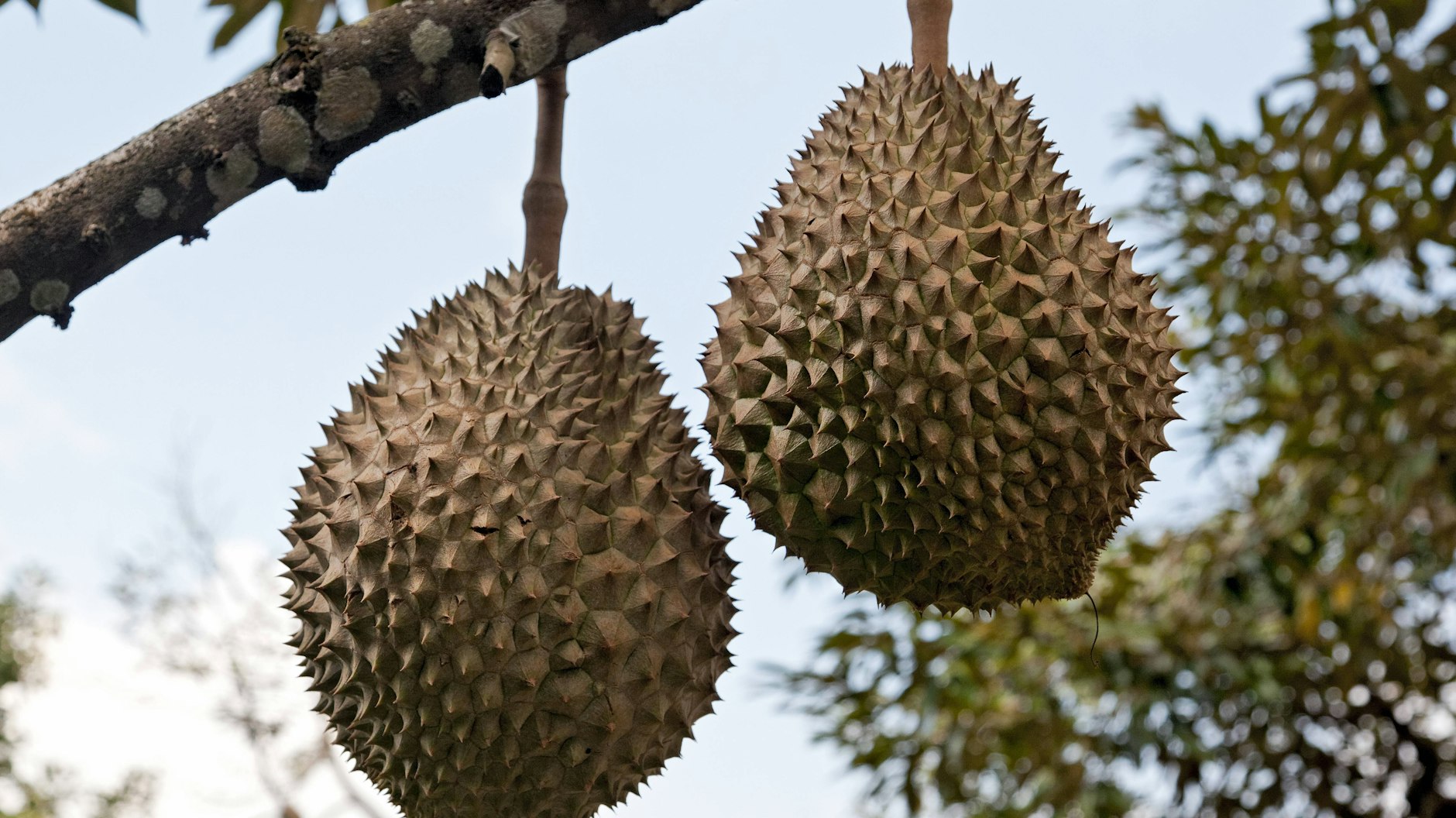 Durian-Frucht – nichts für zarte Nasen.