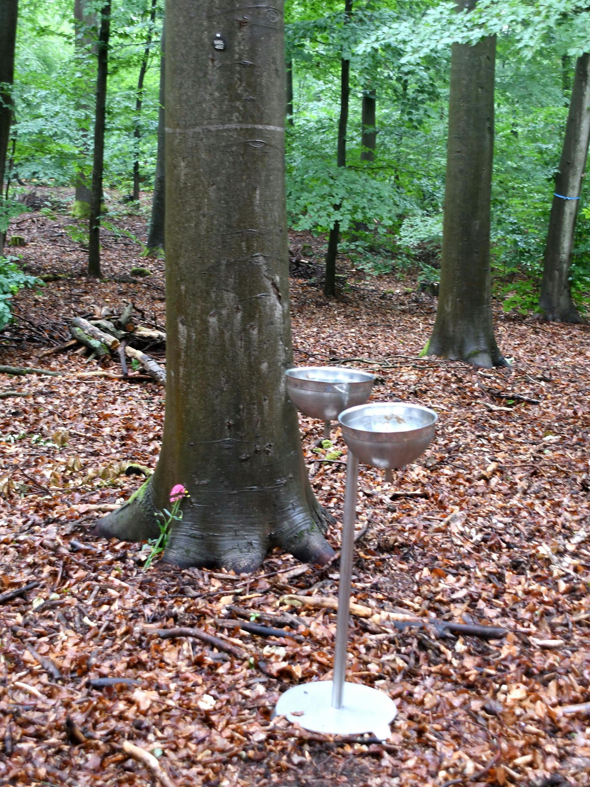 Unter dieser Buche wurde Klaus Selmke beigesetzt.