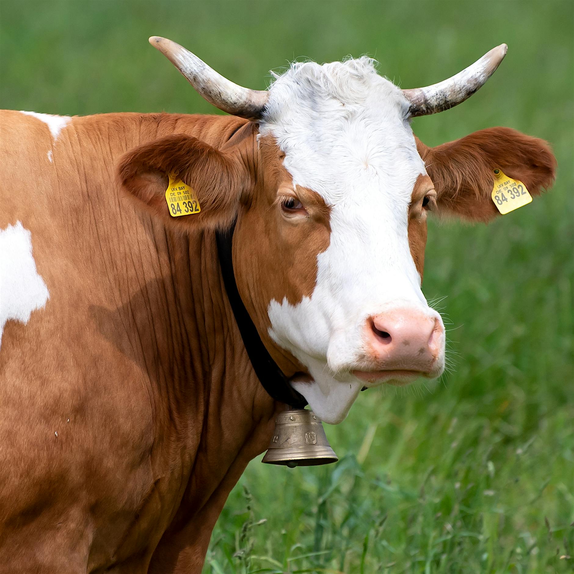 Preiskampf bei Fleisch am Pranger: Klöckner für Tierwohlabgabe