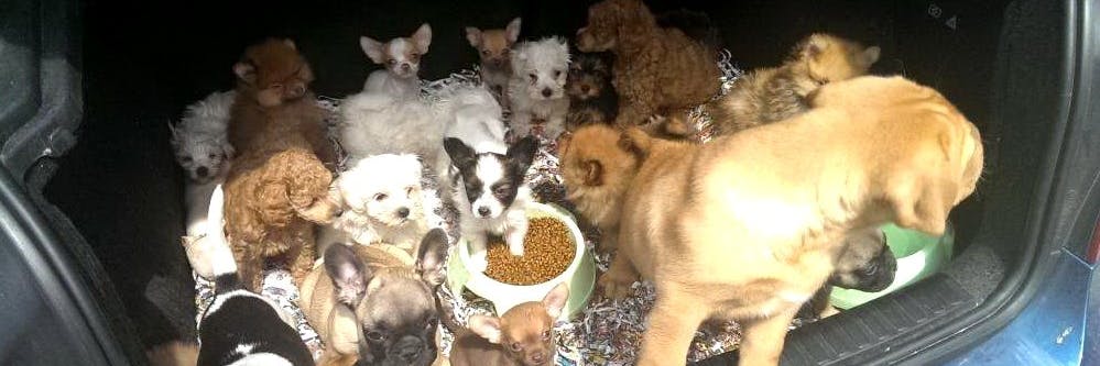 Tausende Hundewelpen werden jährlich aus Profitgier durch Europa gekarrt und billig verkauft.
