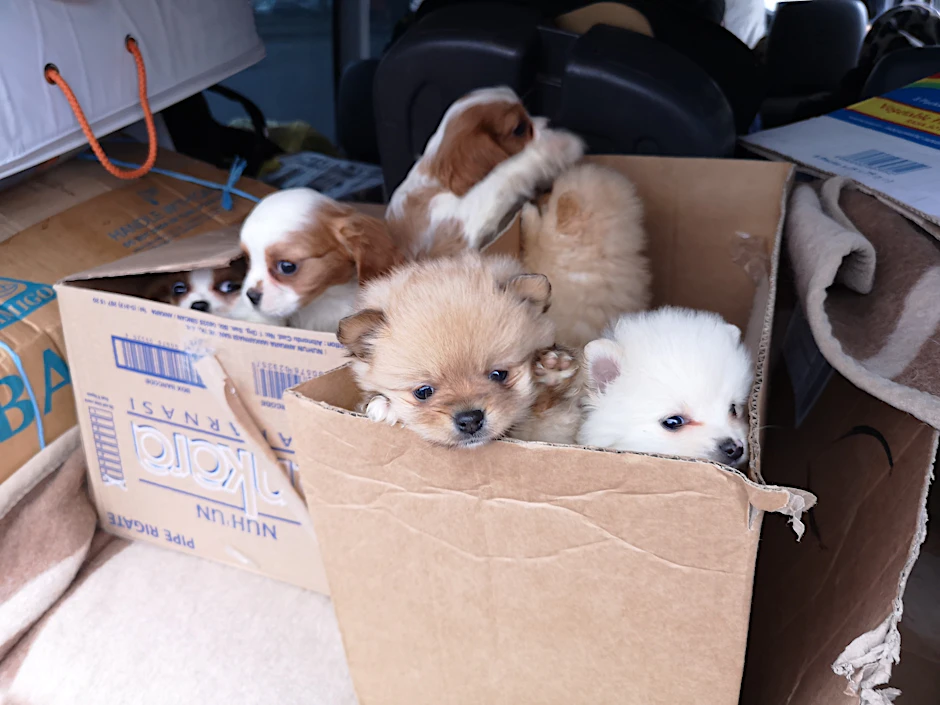 Der illegale Handel mit Hundewelpen boomt.&nbsp;
