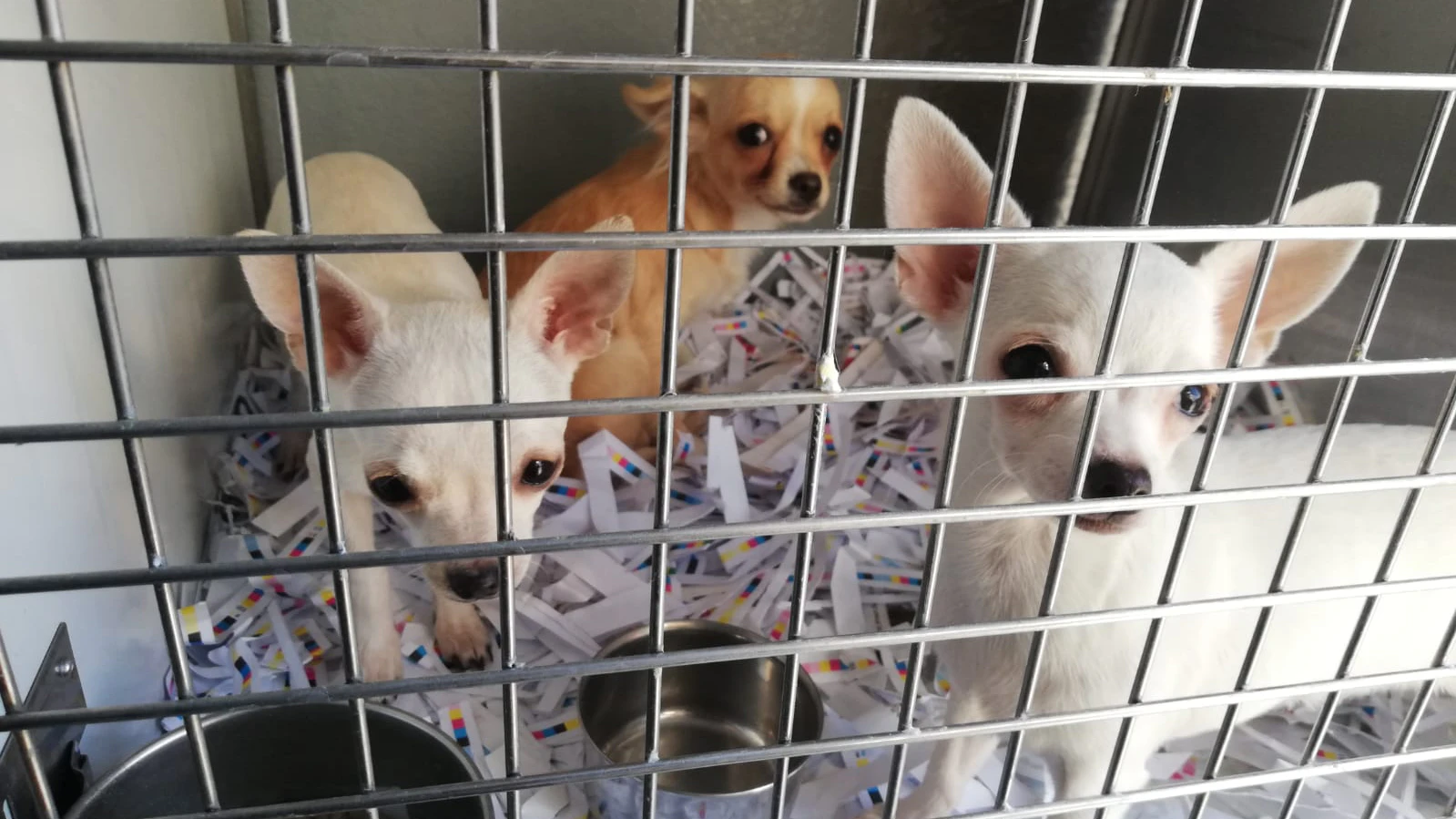 Erst kürzlich entdeckten Tierschützer in Würzburg unzählige Welpen in einem Transporter.