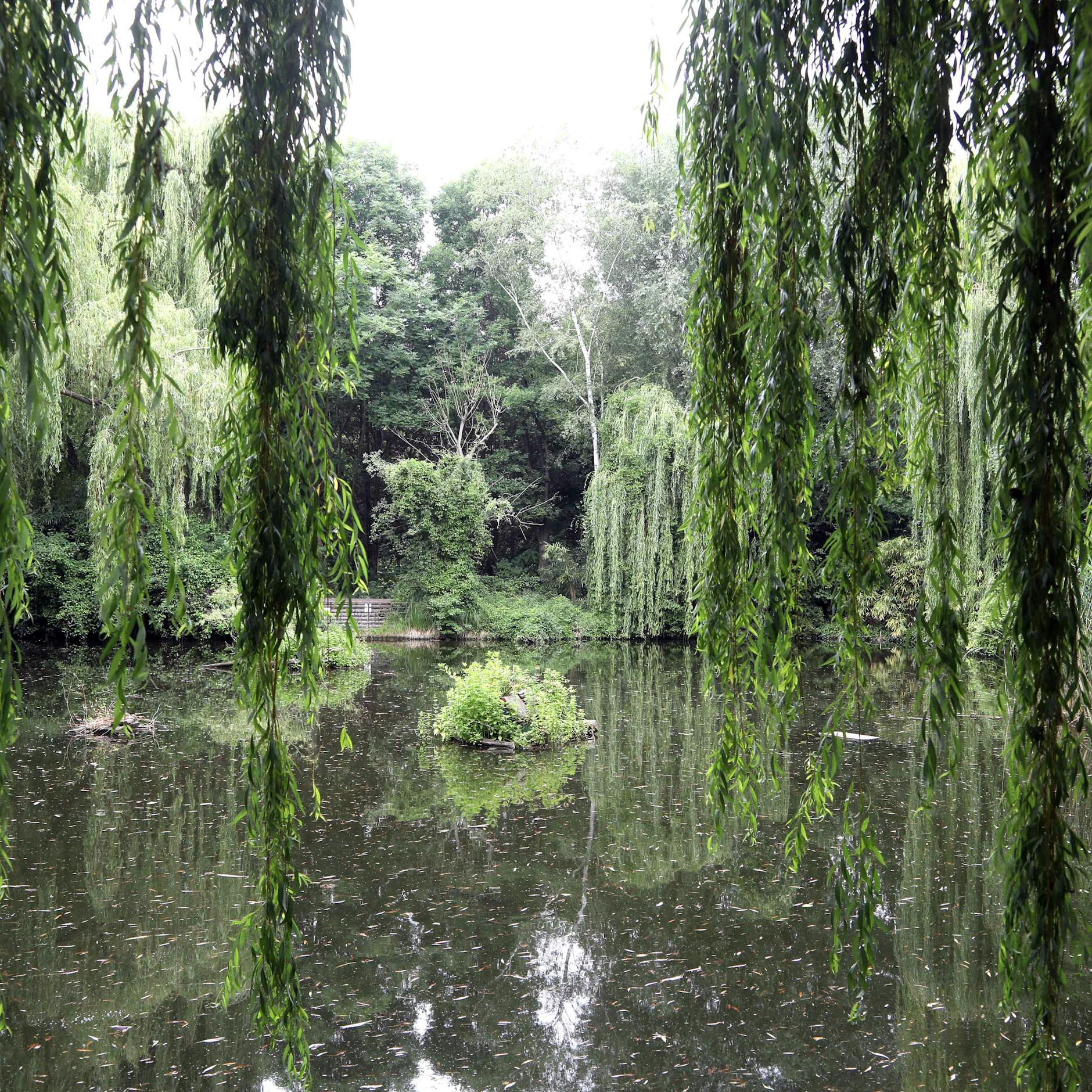 „Klein-Amazonien“ nennt Volker Herold den verwunschenen Teich mitten in der Stadt.