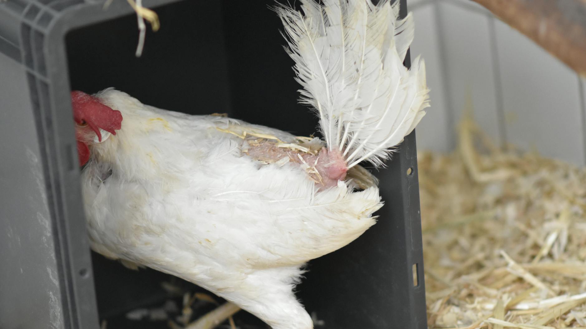 Weil die Vögel unter Stress standen, verletzten sie sich gegenseitig.