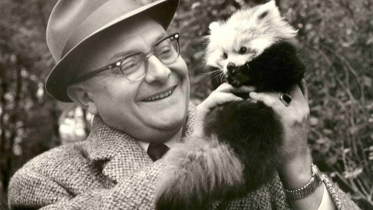 Der Gründungsdirektor des Tierparks: Prof. Heinrich Dathe mit einem Roten Panda.