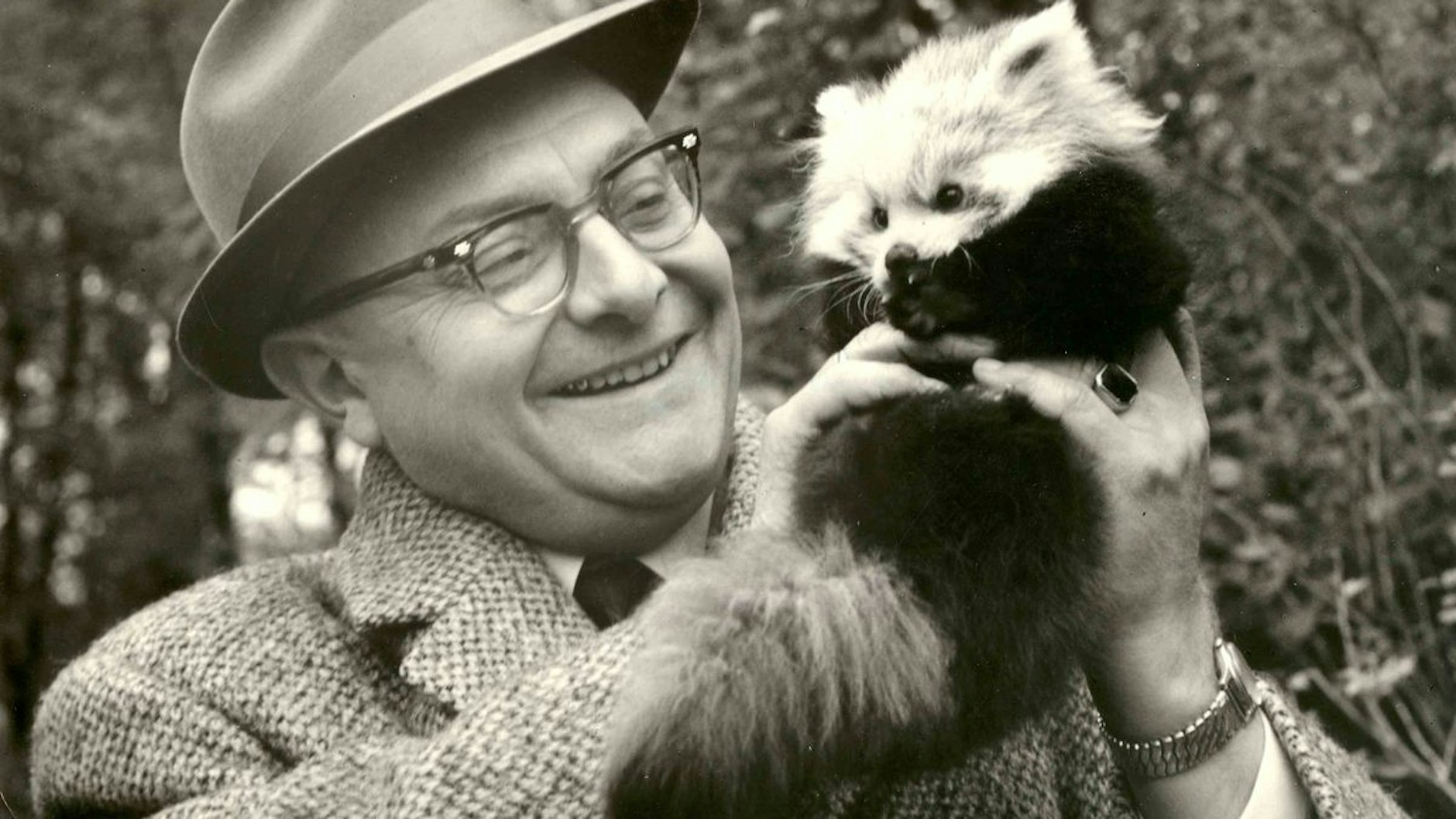 Der Gründungsdirektor des Tierparks: Prof. Heinrich Dathe mit einem Roten Panda.