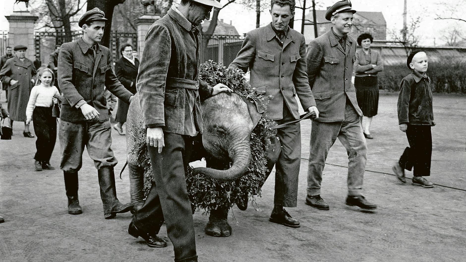 Elefanten-Mädchen Kosko gehört 1958 zu den ersten Tierpark-Stars. Zur Freude der Besucher darf sie anfangs frei durchs Gelände laufen.