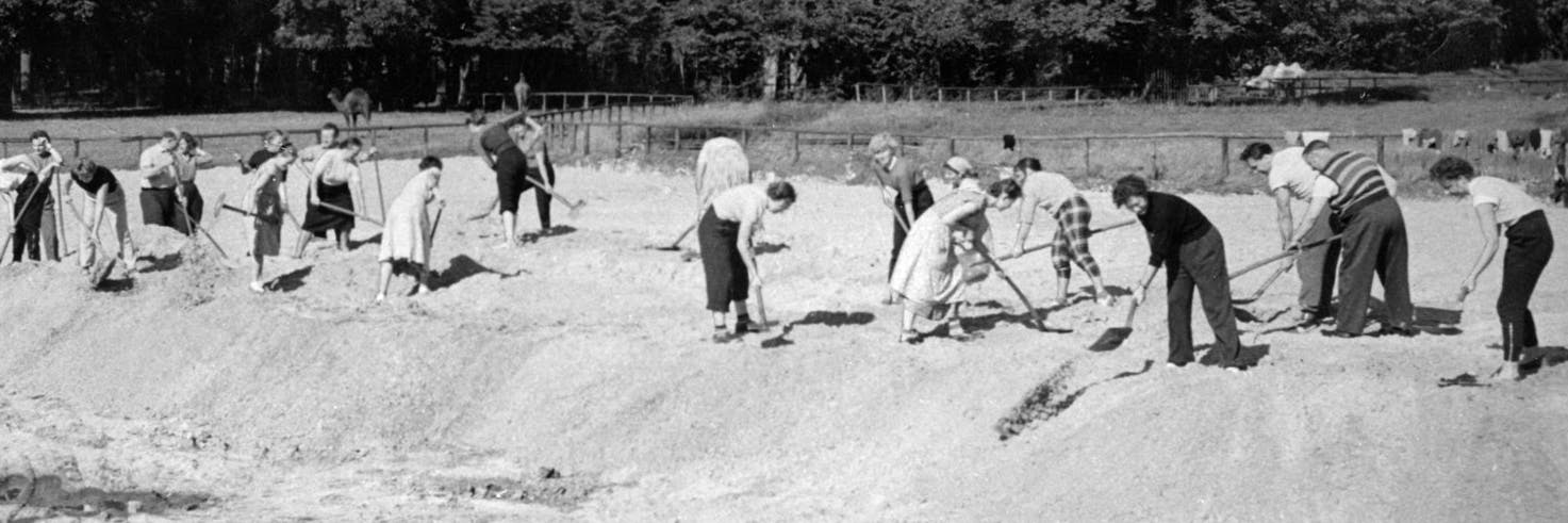 Im Frühjahr 1955 helfen Berliner beim Tierpark-Aufbau, legen hier die spätere Kamelwiese an.