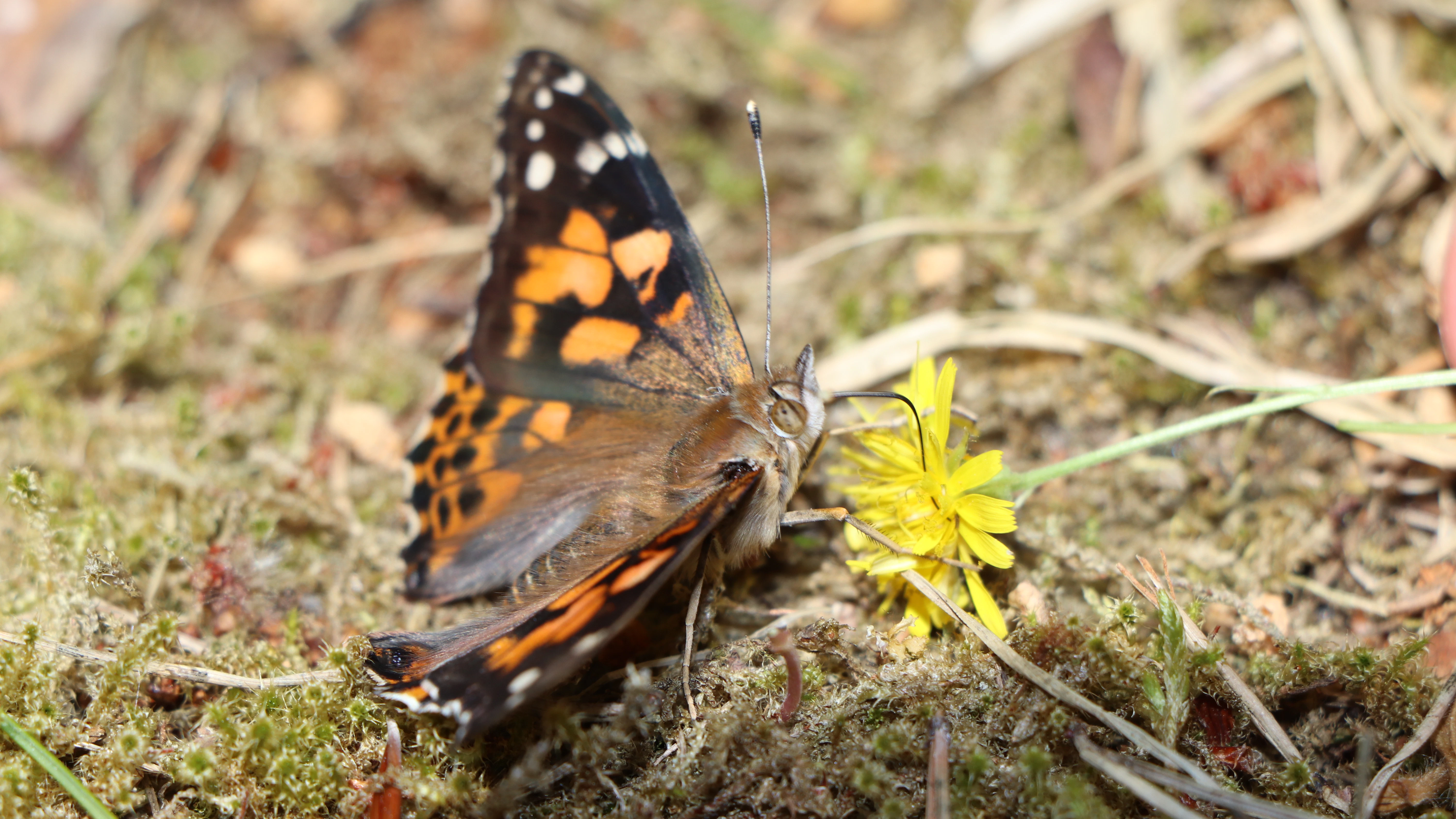 Kurz vor dem Losfliegen: Unser Schmetterling stärkt sich mit dem Nektar einer Gänsedistel.