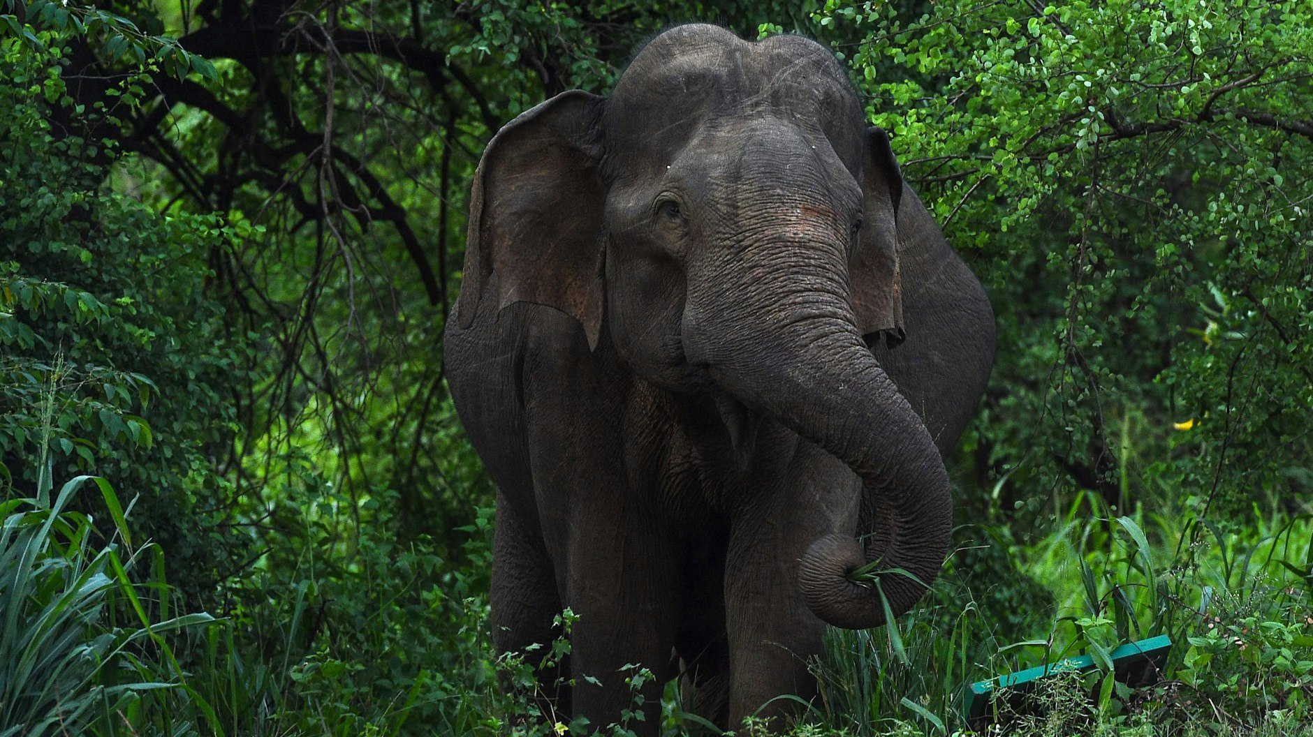 Elefant (Symbolbild)