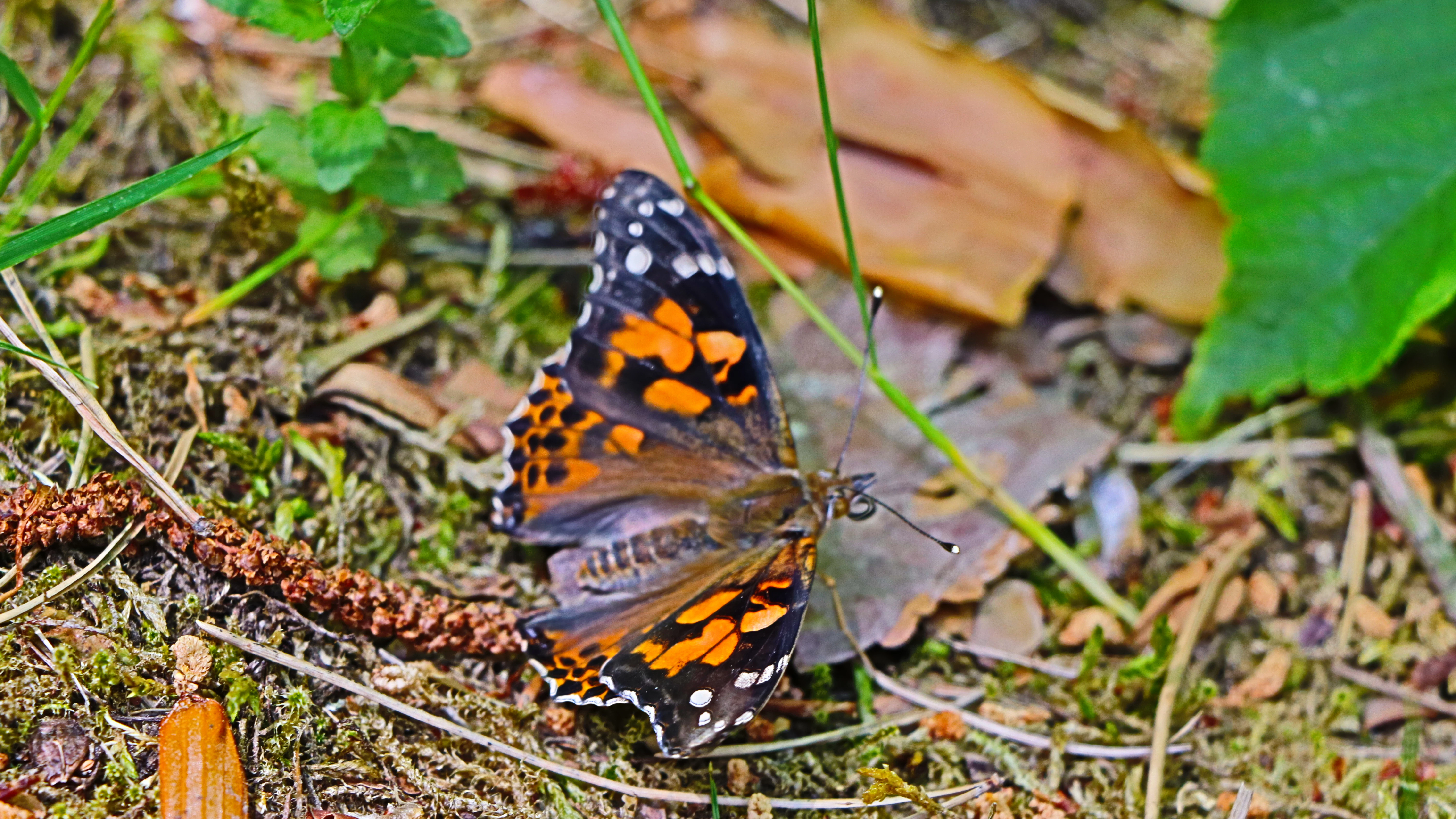 Der kleine Distelfalter in unserem Garten.