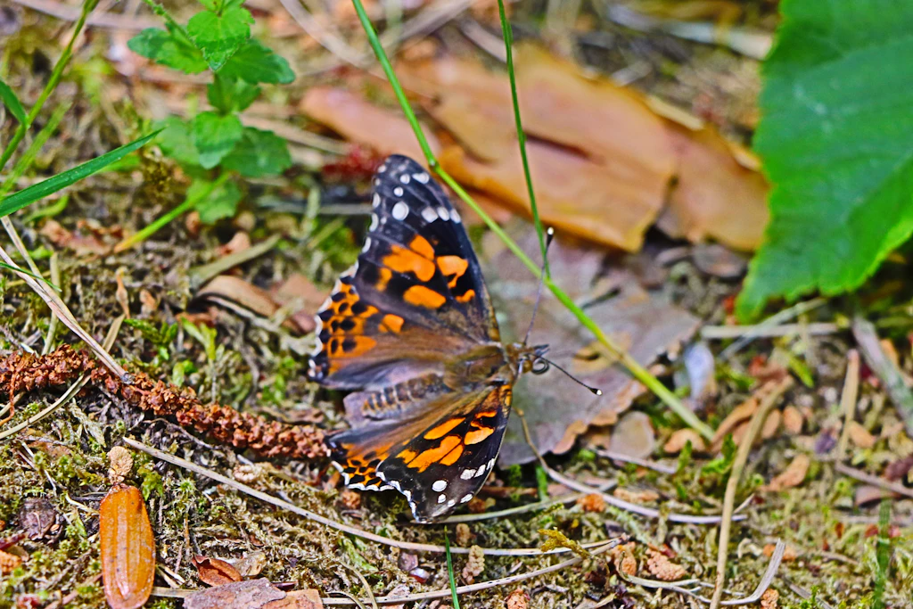 Kleiner Corona-Schmetterling