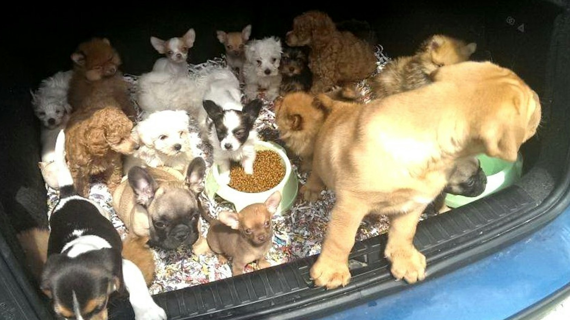 Ein Bild des Schreckens: 21 Welpen, eingepfercht in einem Kofferraum. Ein Welpenhändler wollte sie in Bayern verscherbeln.