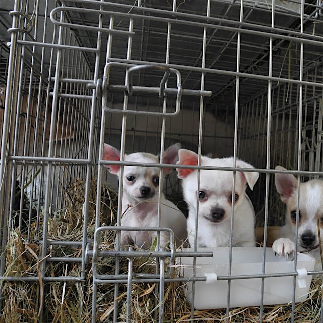 Schattenseiten der Lockerungen: Das miese Geschäft der Welpen-Händler brummt wieder