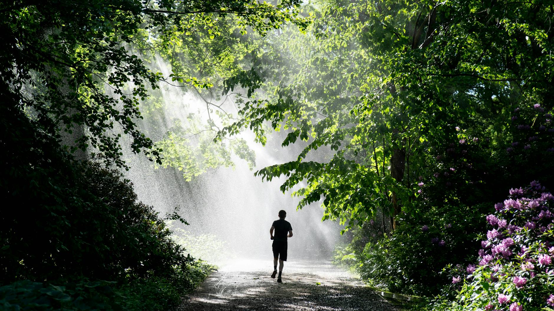 Ein Jogger läuft im Sonnenschein durch einen Vorhang aus Wasser eines Rasensprengers im Berliner Tiergarten.