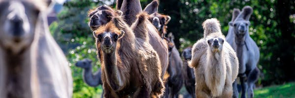 Kamele sind normalerweise in Mecklenburg-Vorpommern eher selten anzutreffen.