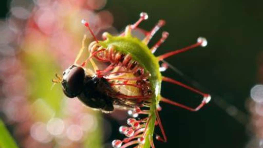 Der Sonnentau fängt mit Klebeblättern Insekten, versorgt sich so mit Nährstoffen, die er nicht aus den Wurzeln bekommt.