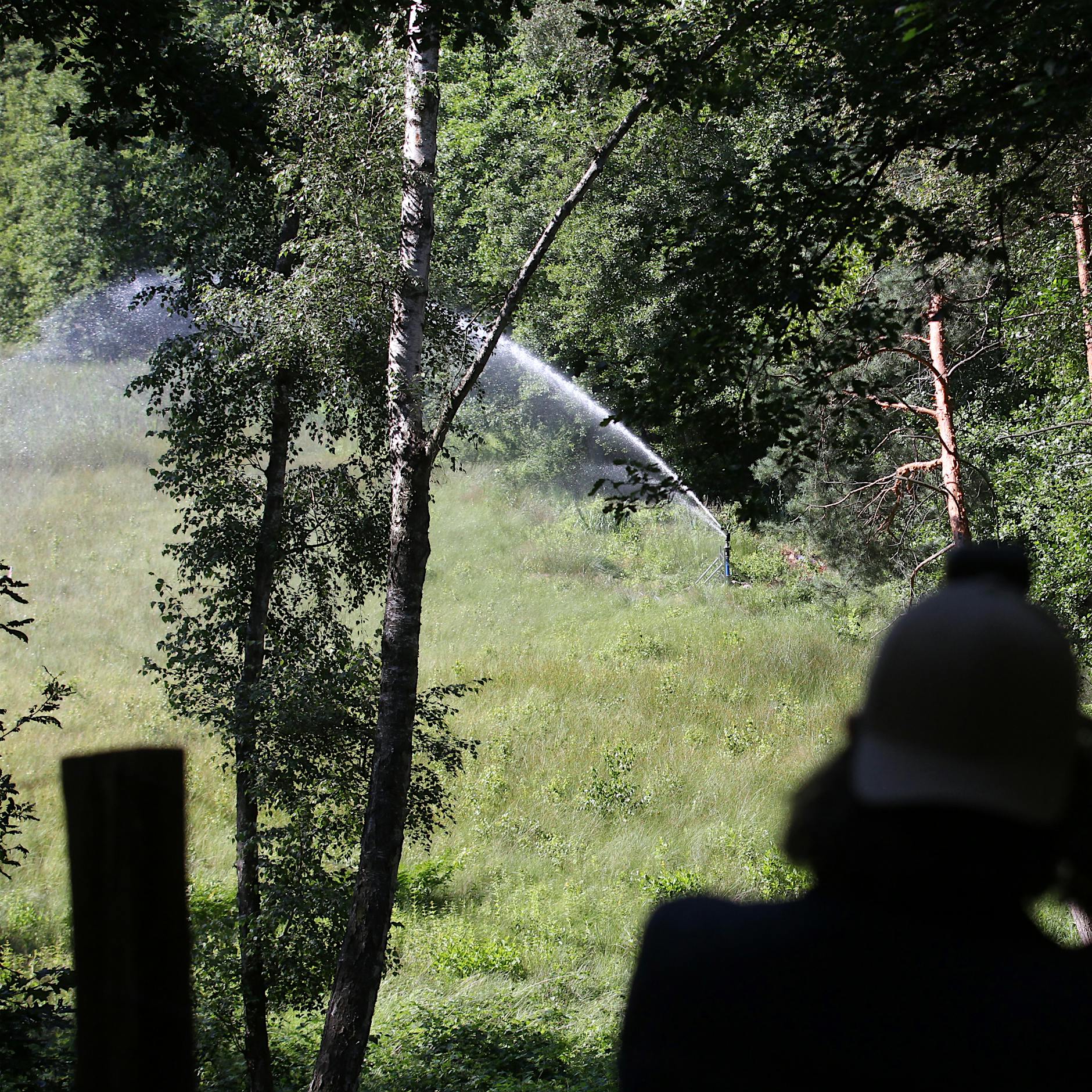 Rettungsaktion für Berliner Moor: Künstlicher Regen im Grunewald