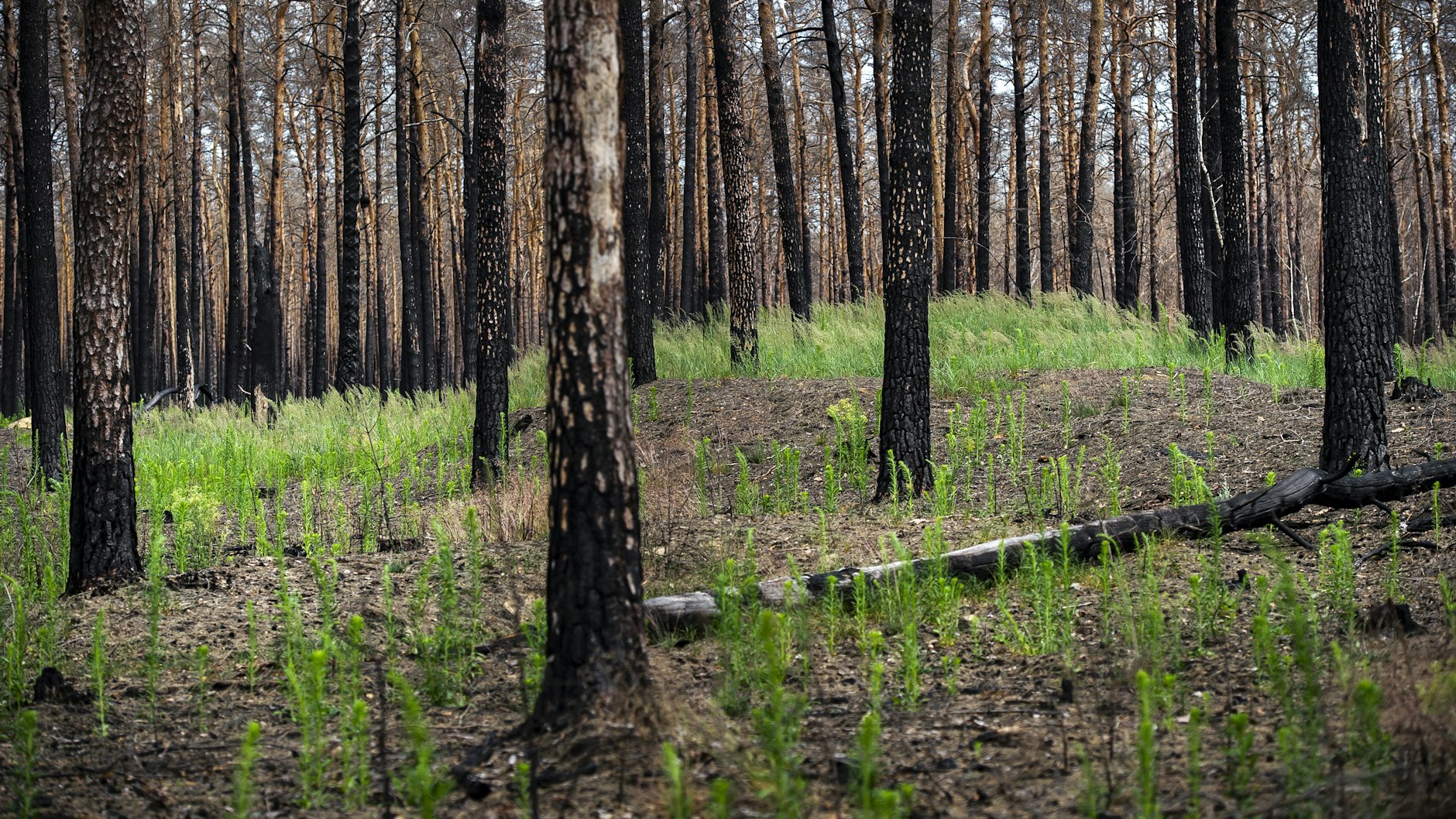 Neues Leben, ein Jahr nach dem Brand bei Jüterbog: Zwischen den toten Kiefern wächst das Kanadische Berufkraut, das sich gern ansiedelt, wo sonst noch nichts ist.,
