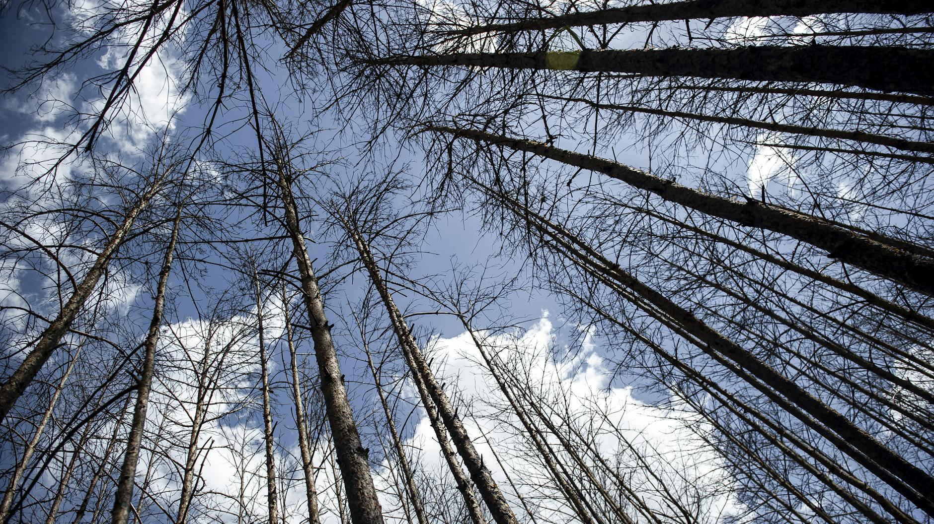 Noch stehen die verbrannten Kiefern bei Jüterbog. Fallen sie um, dürfen die Stämme liegenbleiben.