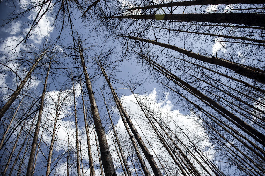 Wie muss der Wald von morgen aussehen?