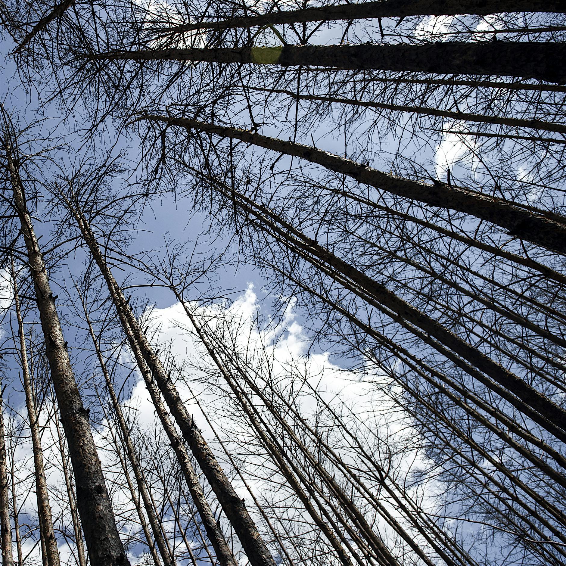 Wie muss der Wald von morgen aussehen?