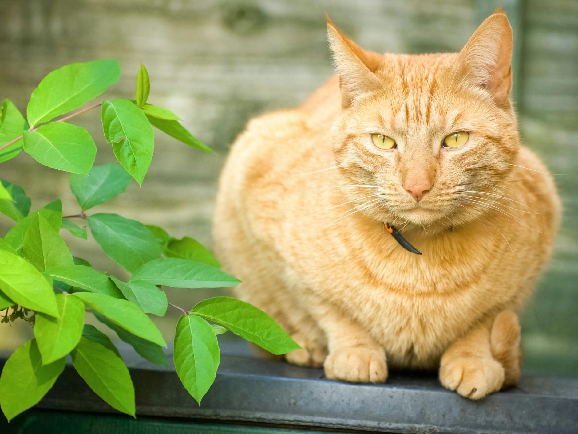 Macht, was sie will: unsere Hauskatze.