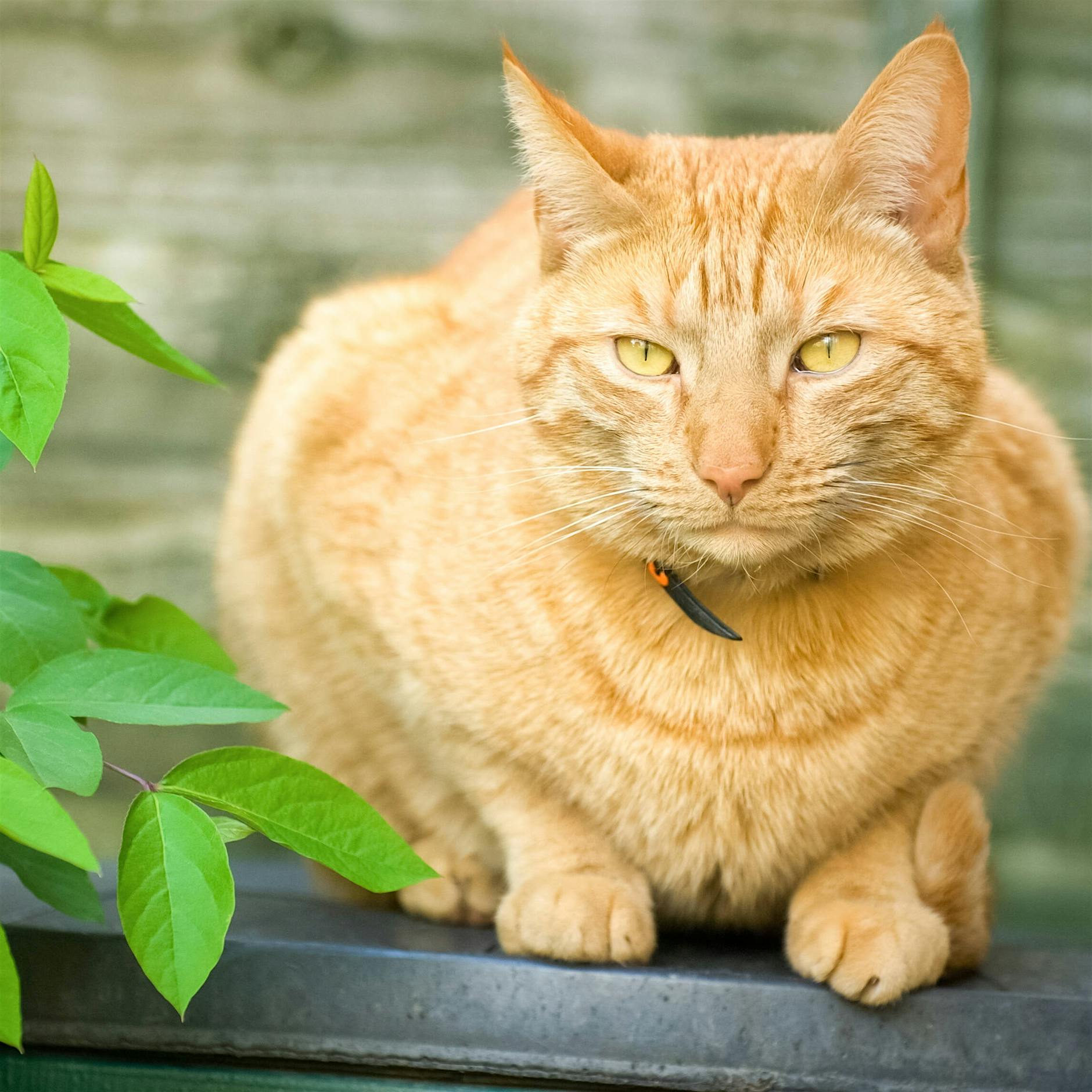 Seit 6000 Jahren unabhängig: Vom wilden Eigenleben unserer Katzen