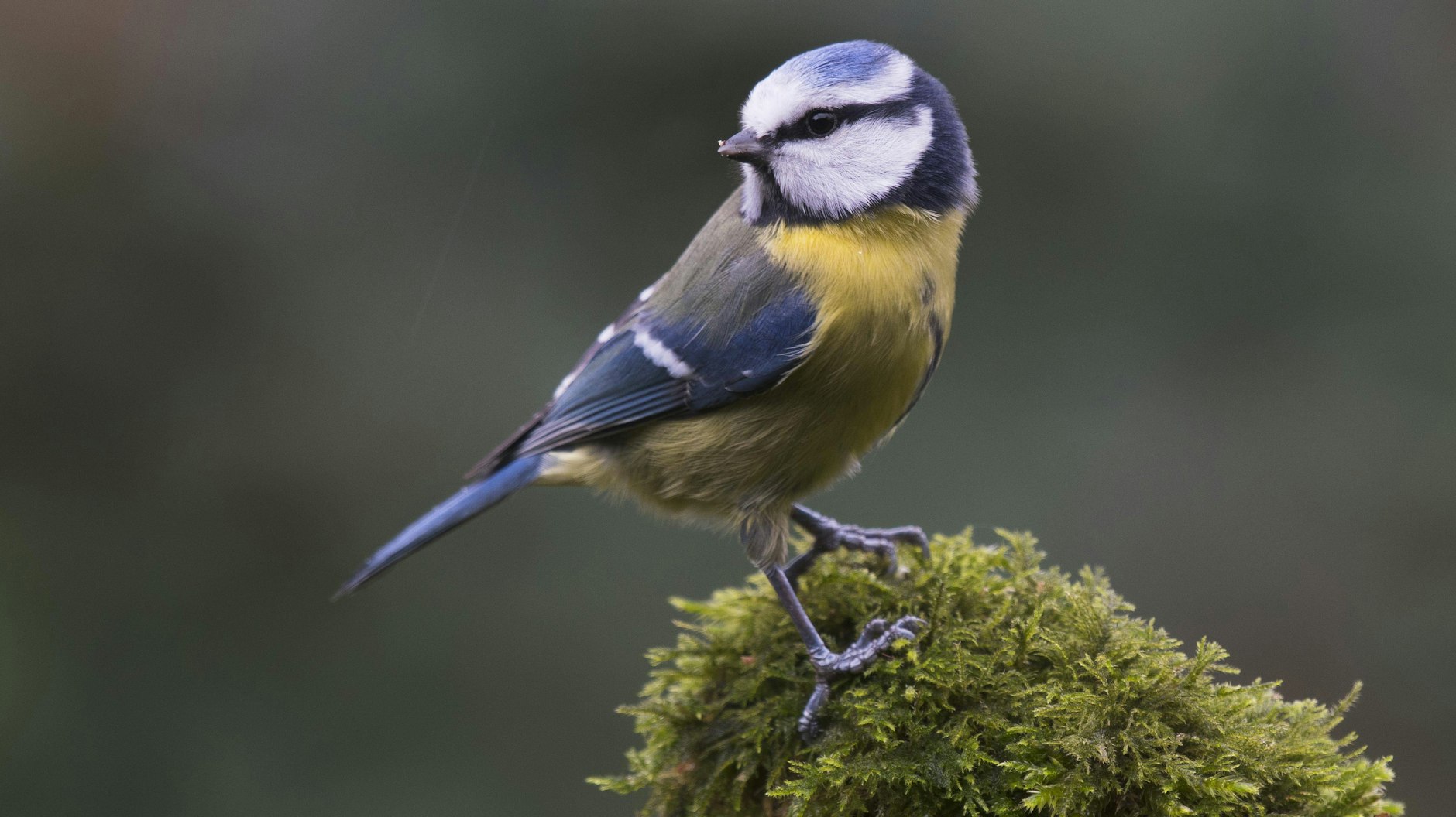 Das Virus wurde bei einer Blaumeise nachgewiesen. (Symbolbild)