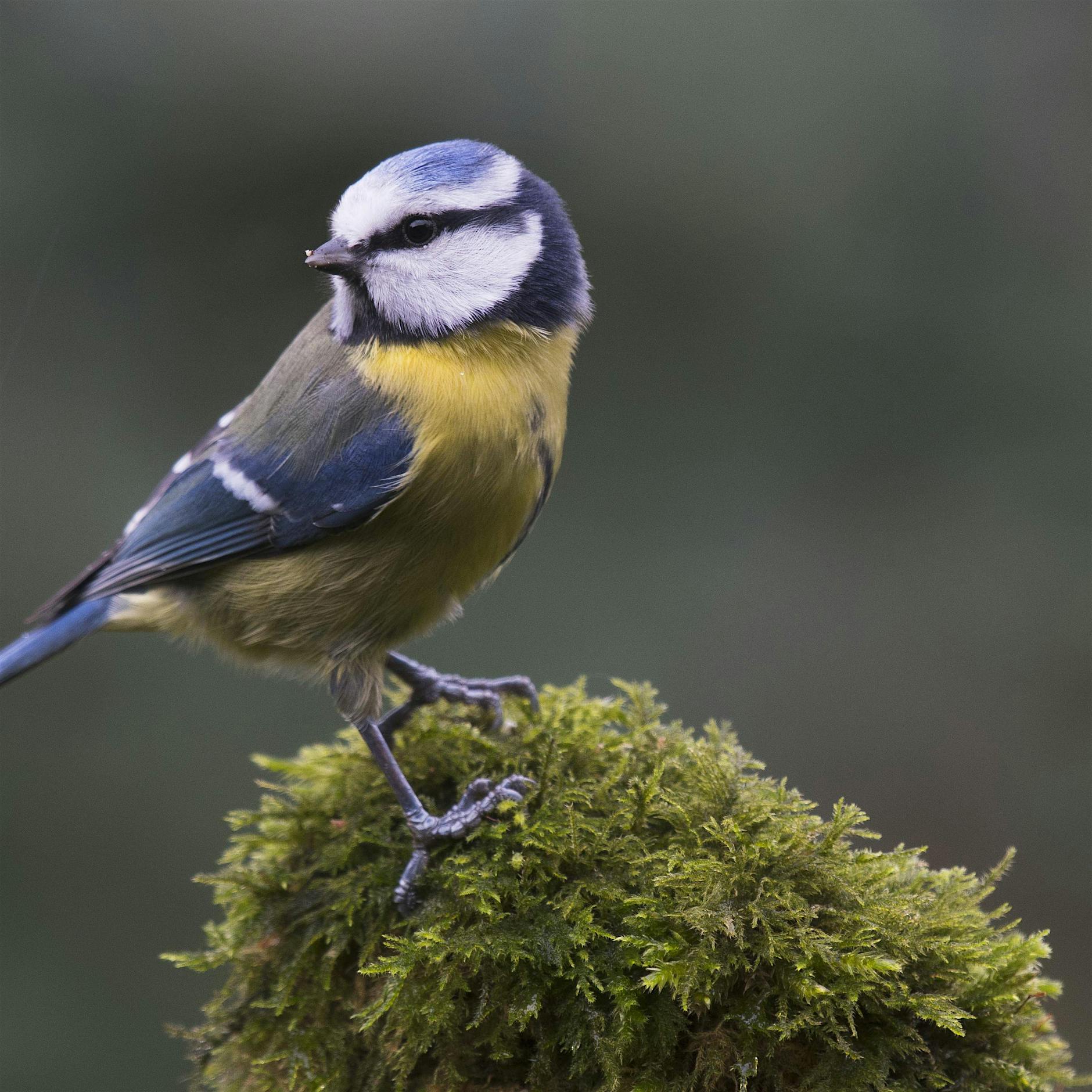 West-Nil-Virus bei Vogel in Berlin entdeckt
