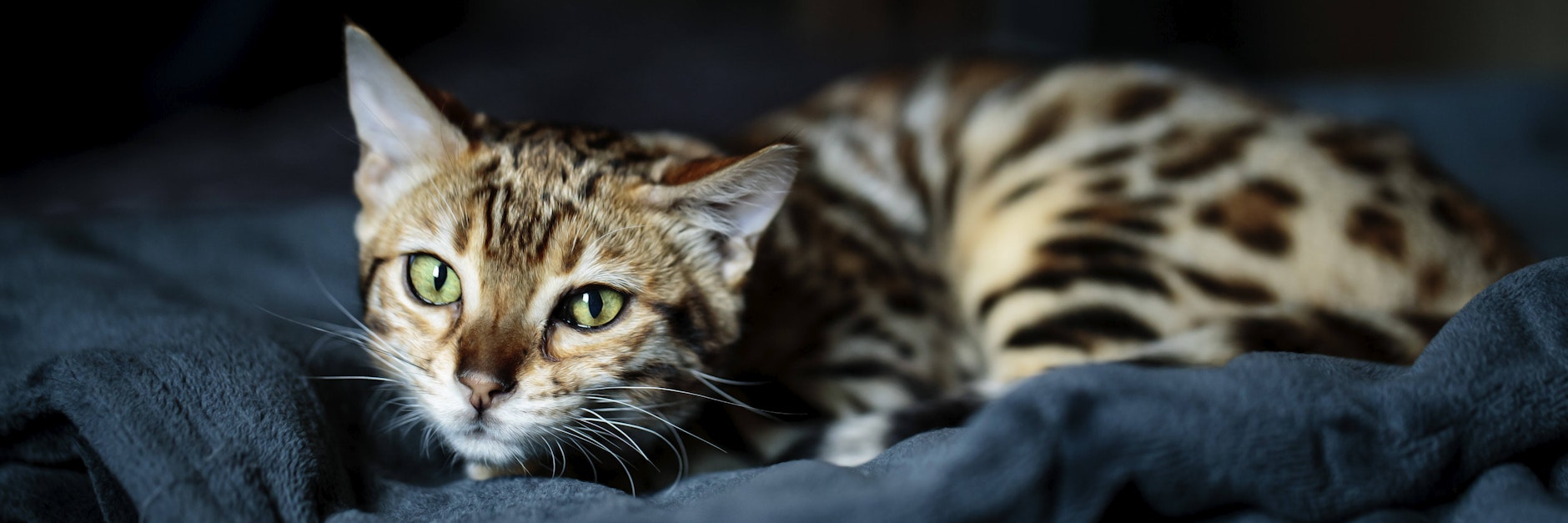 katze,bengalkatze *** cat,leopard cat lqs-kks
