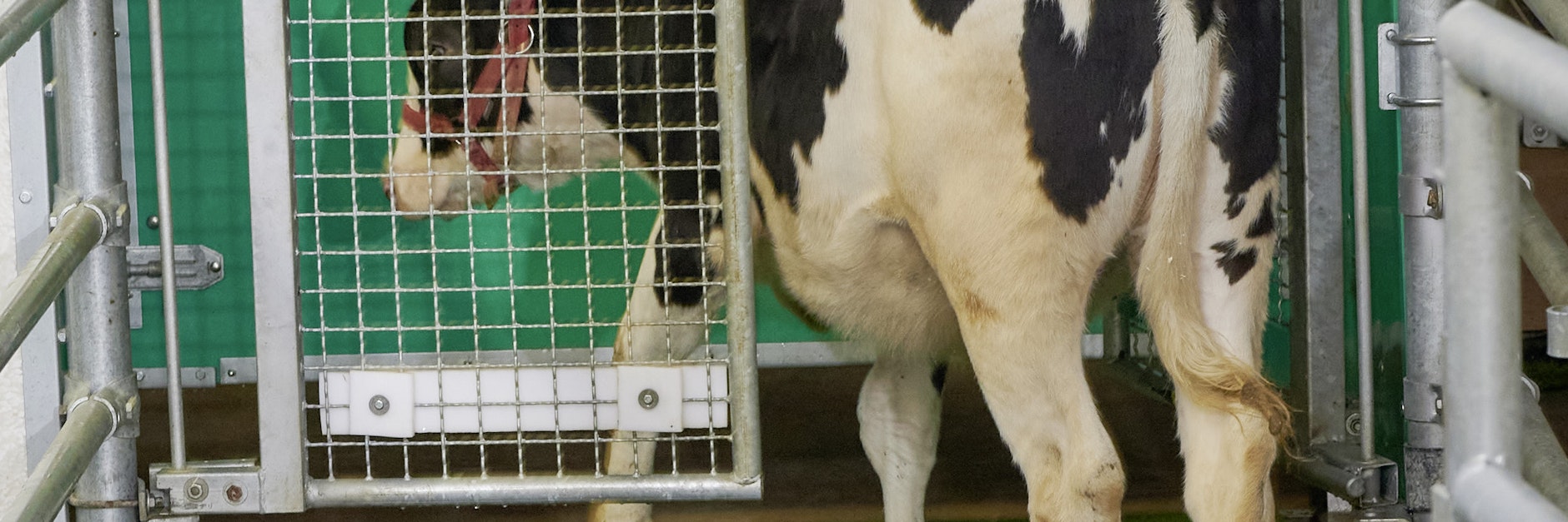 Ein Kalb ist in einer speziellen Latrine des Leibniz-Instituts für Nutztierbiologie Dummerstorf (FBN) zu sehen. Durch die Nutzung einer Latrine können Kot und Harn getrennt werden und vermindern so die Belastungen für die Umwelt.