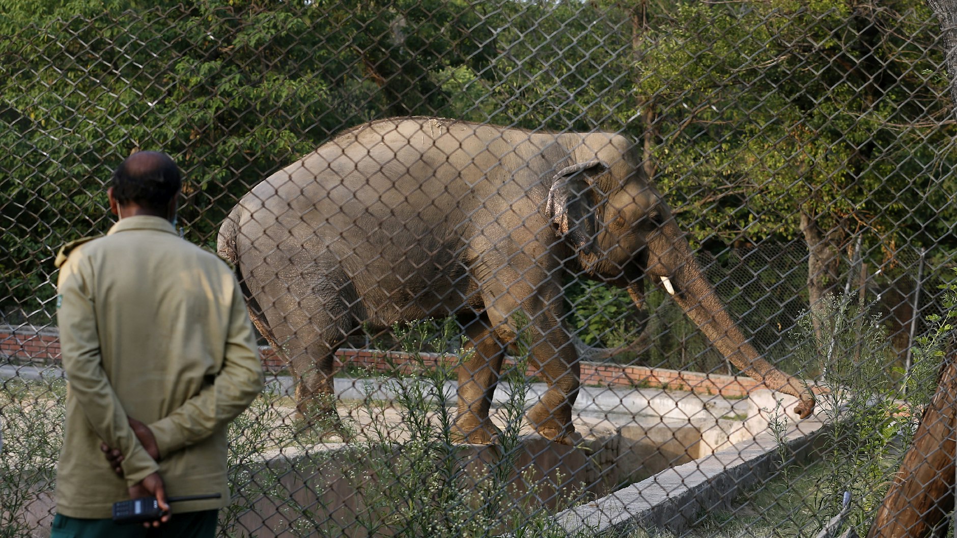 Kaavan kommt nach Jahren der Vereinsamung aus dem Zoo frei.