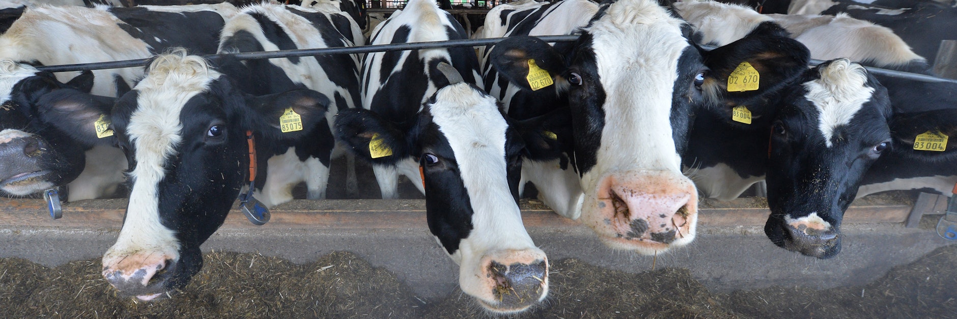 Milchkühe stehen in einem Stall.