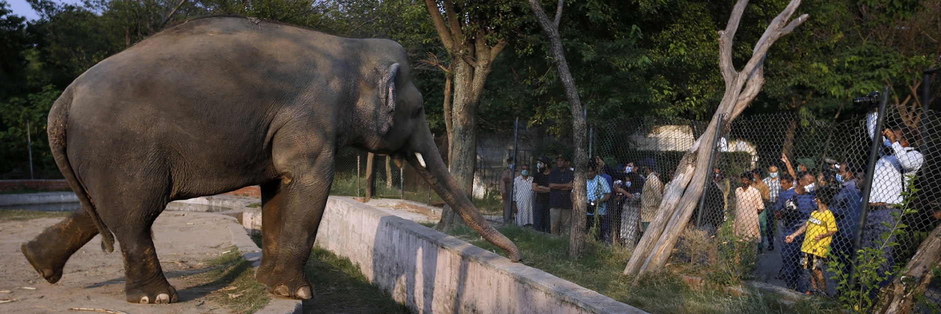 Elefant Kaavan lebt seit 2012 alleine im Zoo von Islamabad. Jetzt kommt er frei.