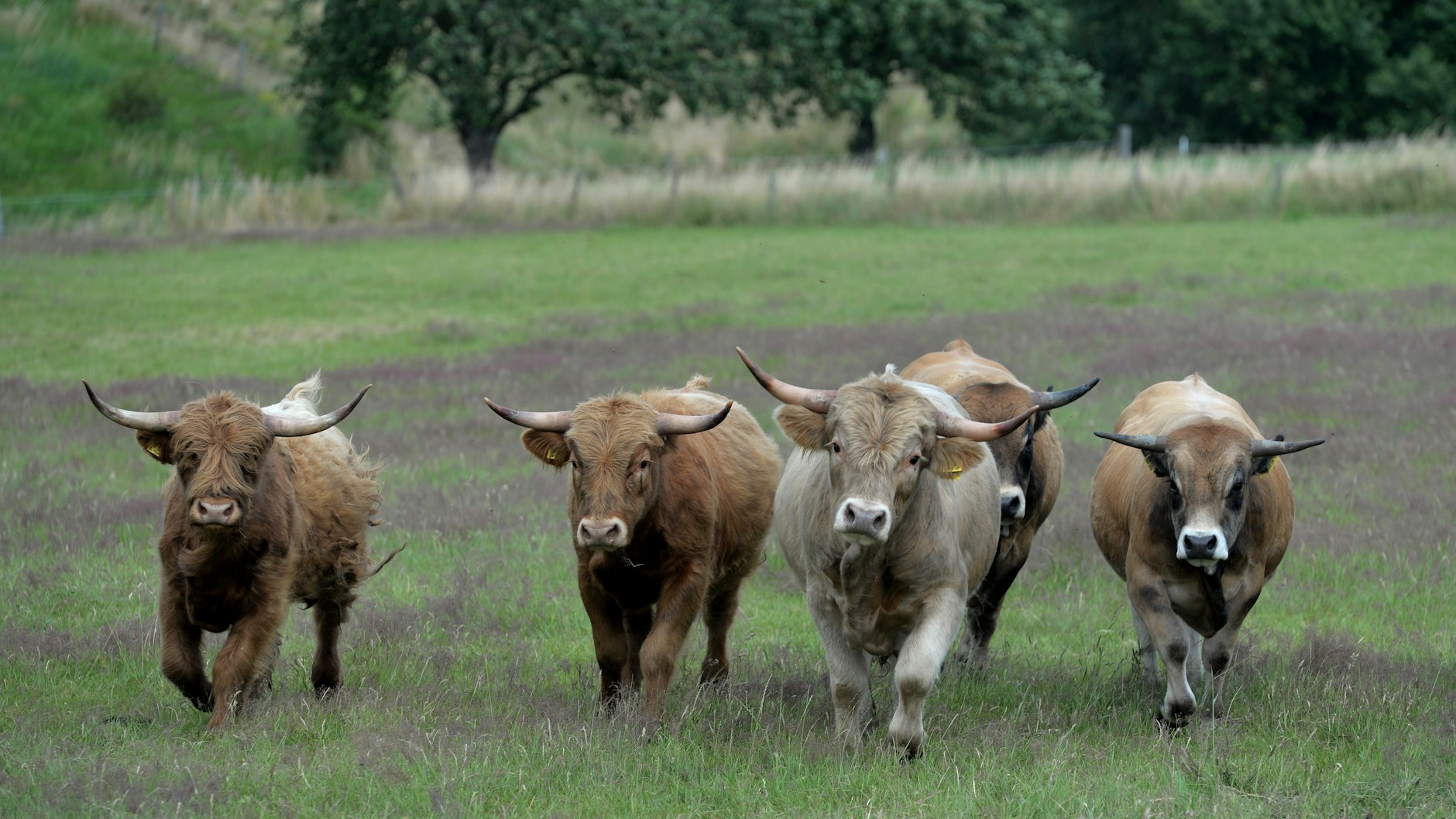 Bei den Grommes verbringen die Rinder ihr ganzes Leben auf der Weide.