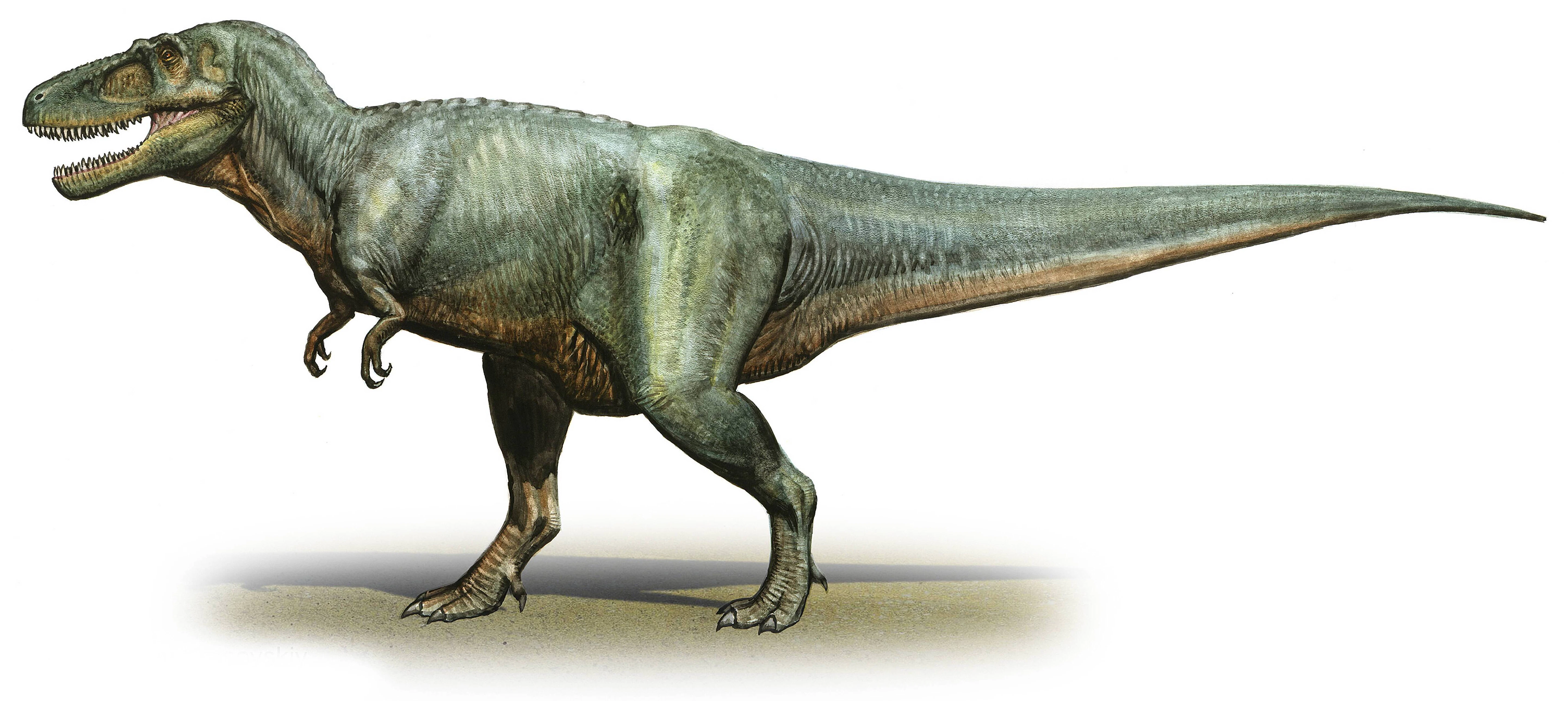 Illustration eines Daspletosaurus torosus.