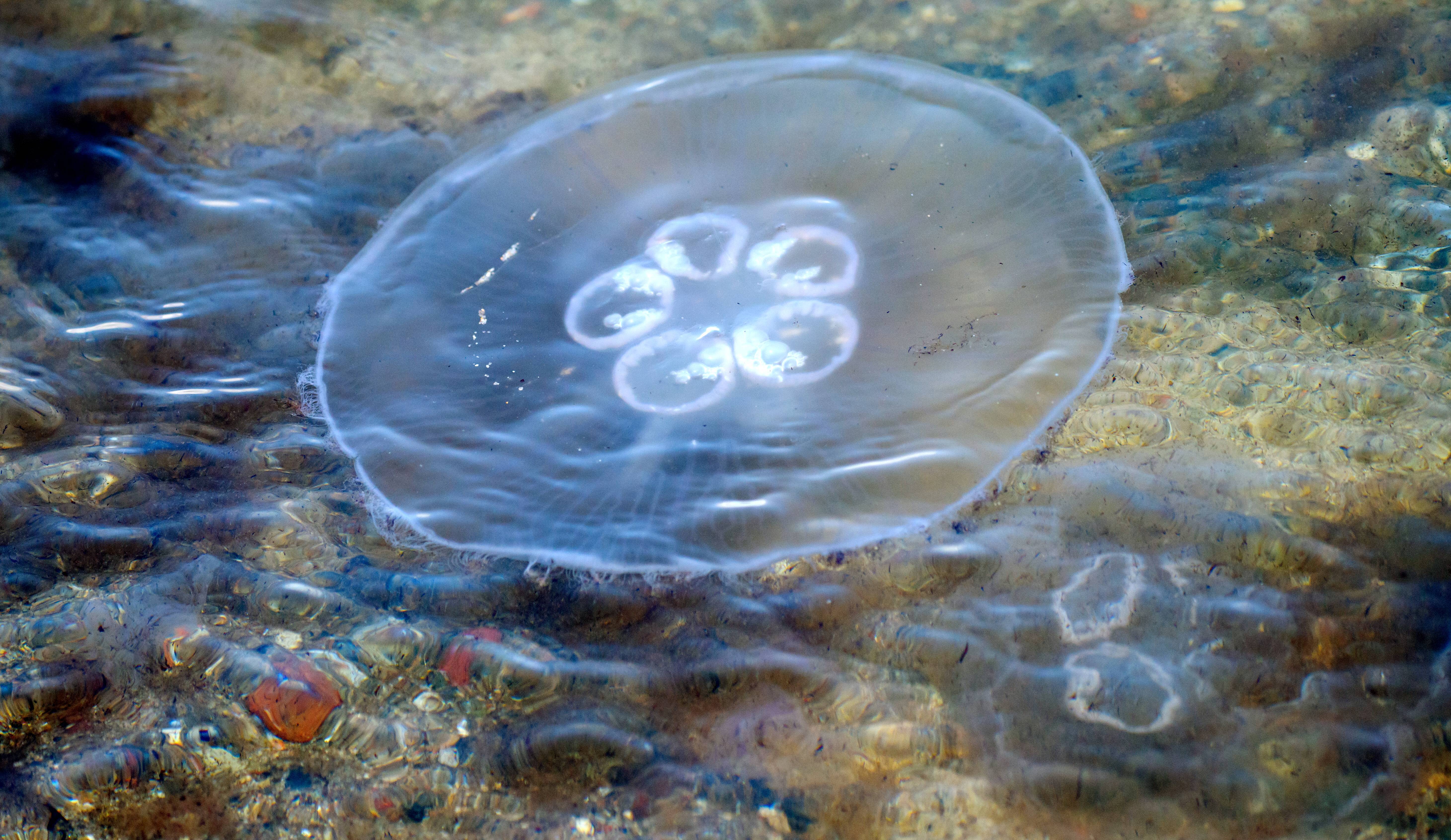 Darum Schwimmen Zurzeit Ungewöhnlich Große Quallen In Der Ostsee