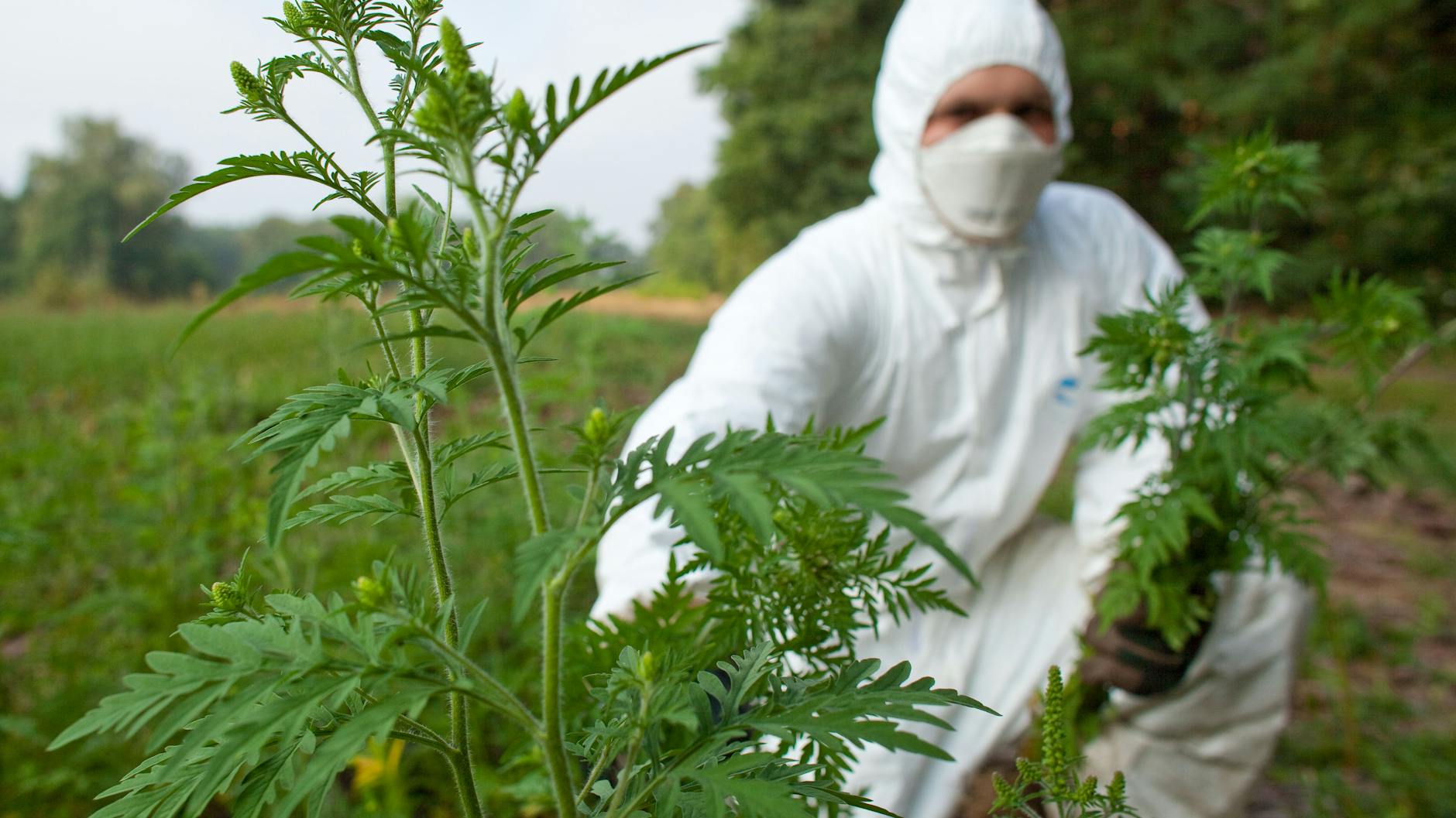 Mit Schutzanzug, Handschuhen und Feinstaubmaske ausgerüstet beseitigt ein Forstwirt Ambrosia-Pflanzen (Ambrosia artemisiifolia).