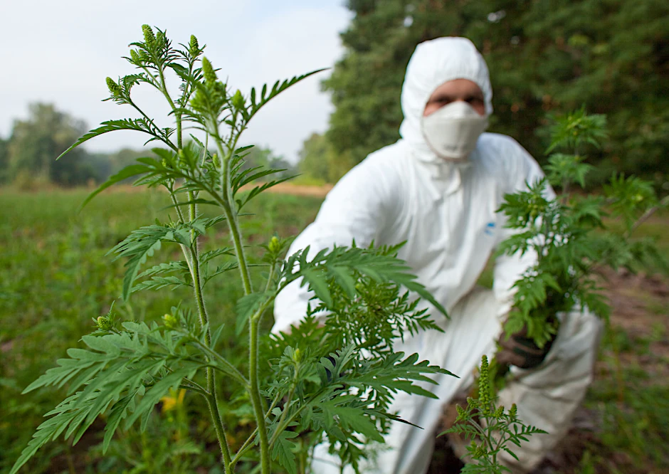 Mit Schutzanzug, Handschuhen und Feinstaubmaske ausgerüstet beseitigt ein Forstwirt Ambrosia-Pflanzen (Ambrosia artemisiifolia).