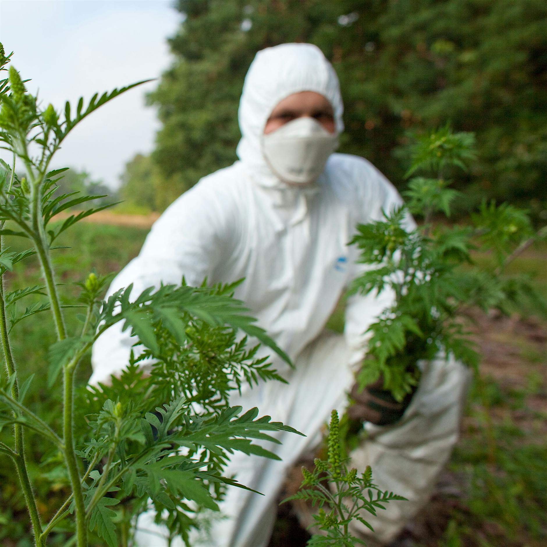 Kampf gegen Allergiepflanze Ambrosia: Fehlende Vorschrift blockiert wichtige Mittel