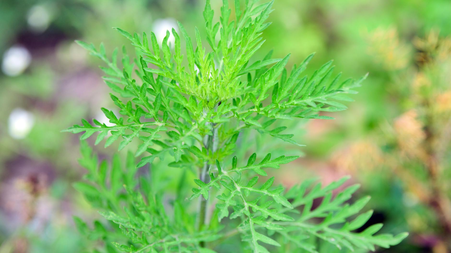 Eine junge Ambrosia-Pflanze wächst auf einem Feld.