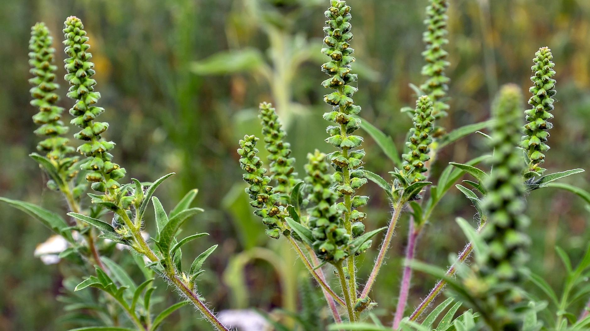 Beifuß-Ambrosia-Pflanzen (Ambrosia artemisiifolia) in einem Sonnenblumenfeld.