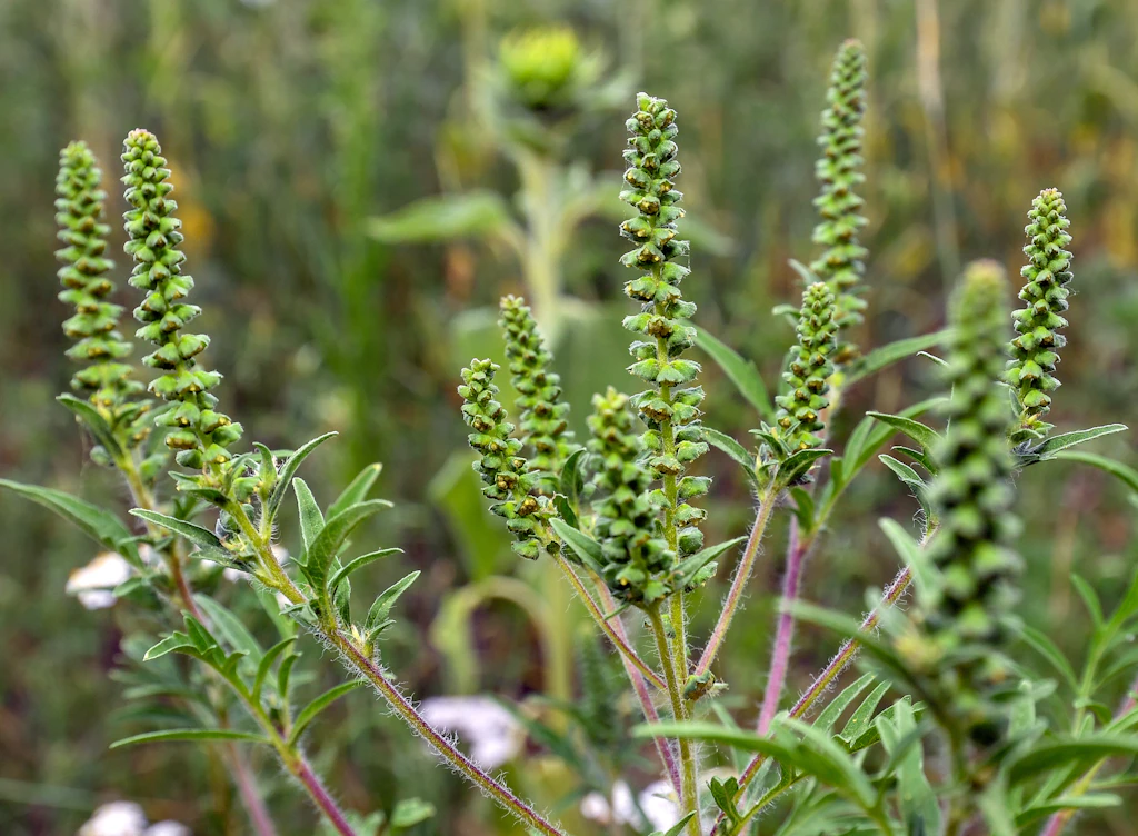 Allergieauslösende Ambrosia: Das müssen Sie über die Pflanze wissen