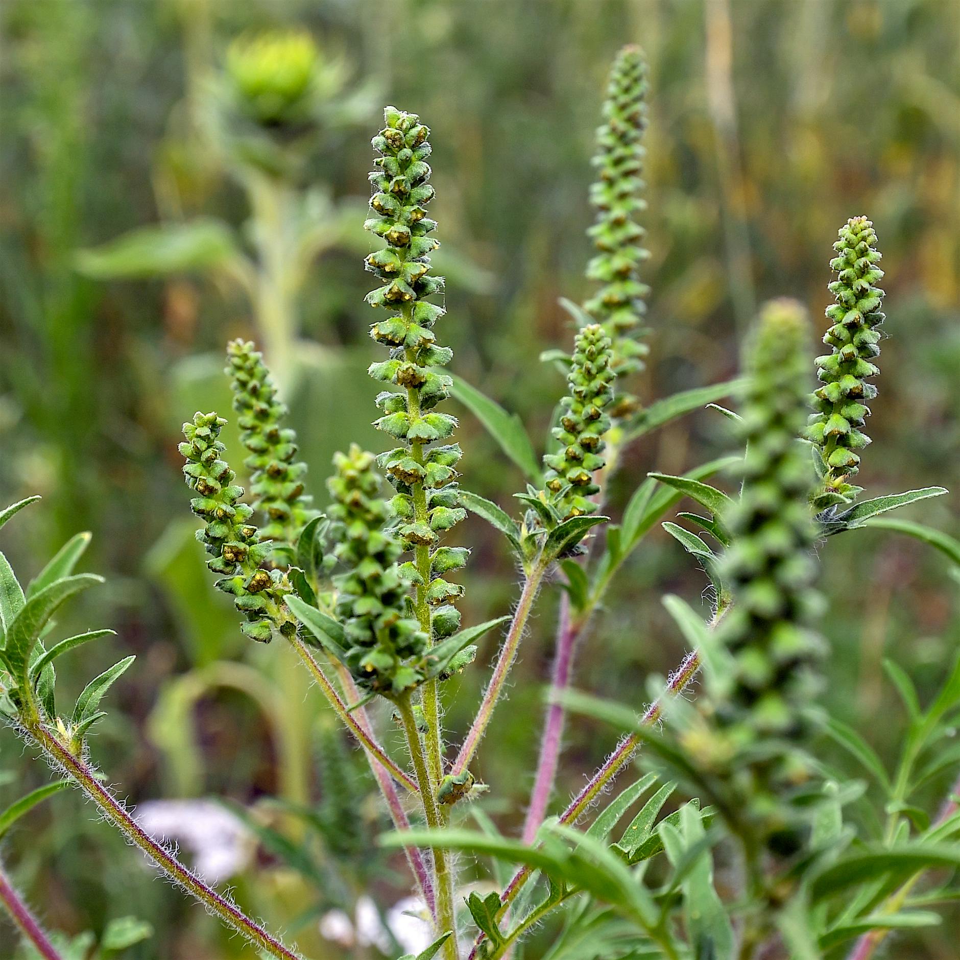 Allergieauslösende Ambrosia: Das müssen Sie über die Pflanze wissen