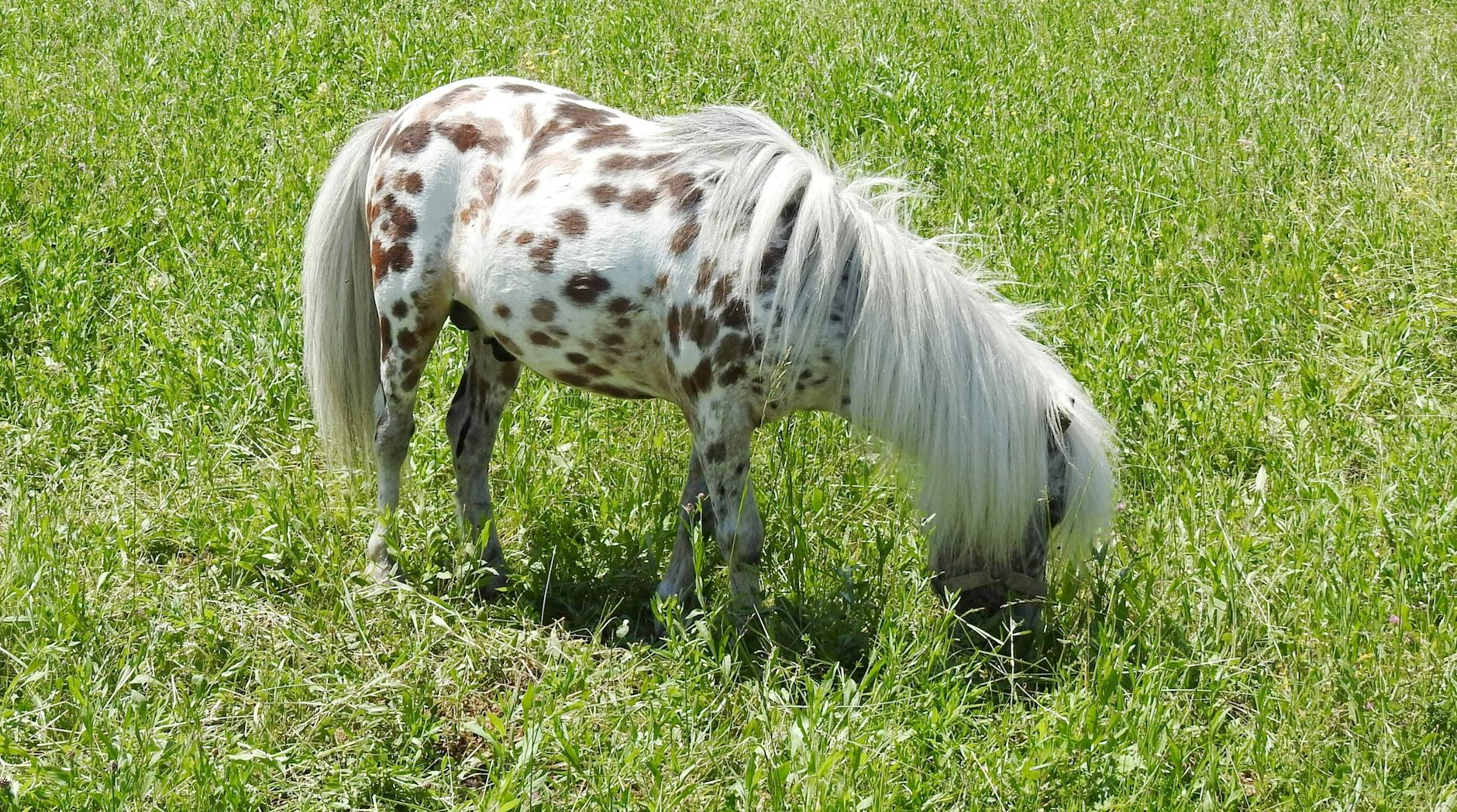 So ein Pony ist recht klein. Es aber im Zug zu transportieren wie in Gunnel Lindes Buch, dürfte schwierig sein.